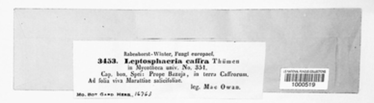 Metasphaeria caffra image